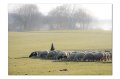 Tiere A 03